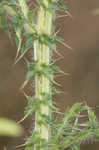 Spiny plumeless thistle